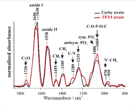 Fourier Transform Infrared Ftir Spectroscopy