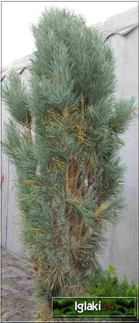 Pinus Nigra Pyramidalis Sosna Czarna Pyramidalis Szczep Foto