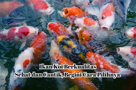 Tips Dan Cara Menilai Ikan Koi Cantik Dan Sehat Perhatikan Nomor 2 Ini