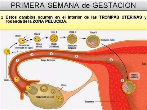 Semana De Gestacion Ppt