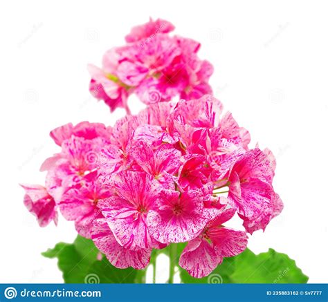 Flor De Pelargonio Rosa Foto De Archivo Imagen De Planta