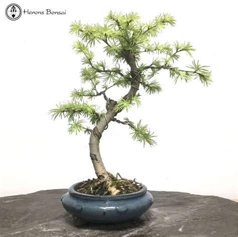 Chinese Larch Bonsai Tree Herons Bonsai Nursery