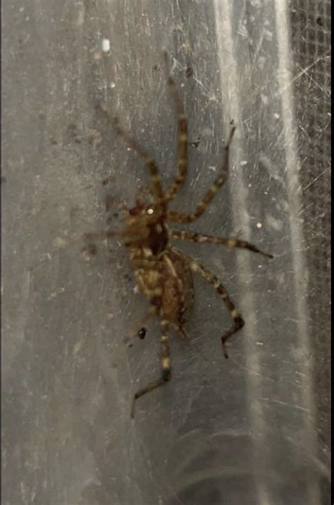 Found in Oklahoma…Brown Recluse? : r/spiders