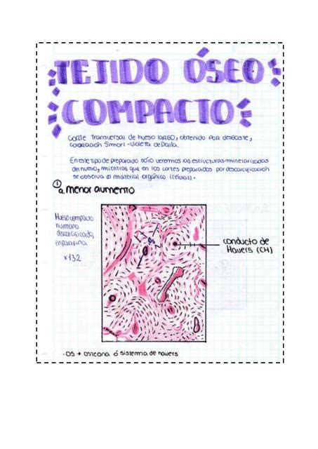 Tejido Óseo Compacto | Lucero De | uDocz