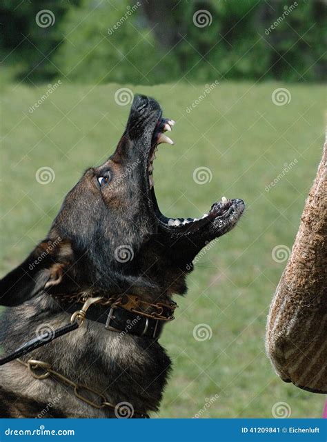German Shepherd 20 stock image. Image of obedience, protection - 41209841