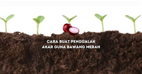 Cara Buat Penggalak Akar Guna Bawang Merah Untuk Pertumbuhan Bukit