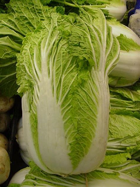 Chinese Cabbage - Nutrition Facts, Benefits, Recipes and Pictures