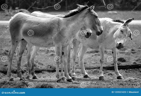 O Hemionus Do Equus Do Onagro Imagem De Stock Imagem De Nave Sapo