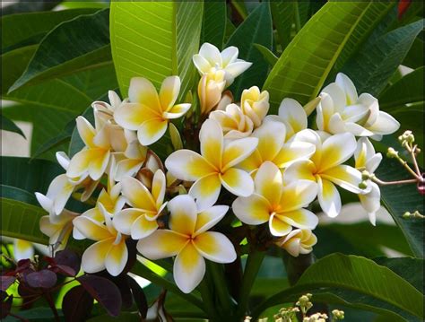 Les Plus Belles Plantes Exotiques Plumeria Flowers Plumeria Tree