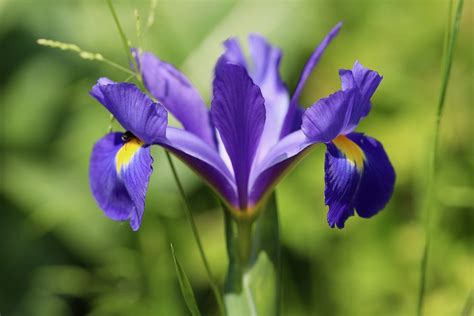 Iris Sword Lily Purple Flower Free Photo On Pixabay Pixabay