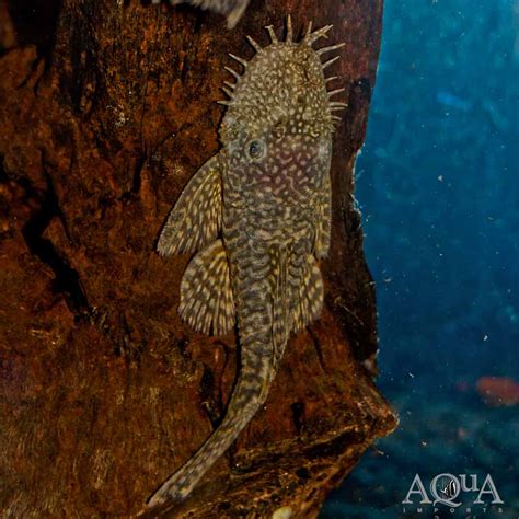 Bristlenose Pleco (Ancistrus sp.) - Aqua Imports