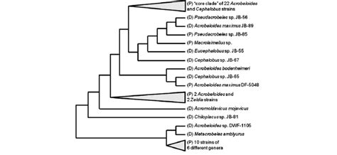 Reproductive Mode Variation In Cephalobidae Nematodes Phylogeny