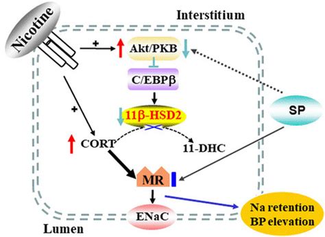 Decreased 11β Hydroxysteroid Dehydrogenase Type 2 Expression in the