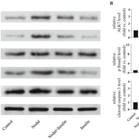 Insulin Decreased Nodal Induced Ins 1 Cells Apoptosis Ins 1 Cells Were