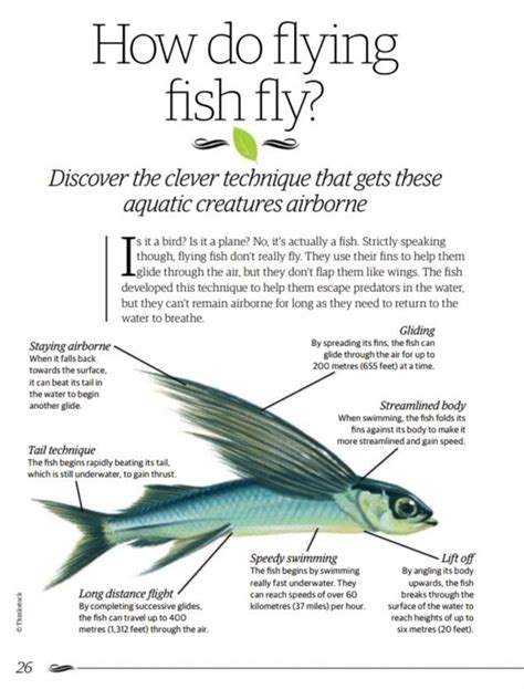 How do flying fish 🐟 fly | Fish anatomy, Fish, Fish drawings