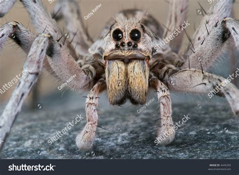 Male Wolf Spider Crawling On Rock Stock Photo 4445293 | Shutterstock