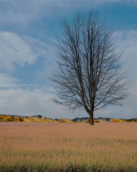 Premium Photo Bare Tree On Field Against Sky