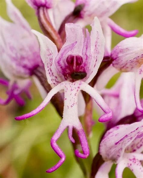 Discover Strikingly Provocative Adult Plants That Redefine Natural