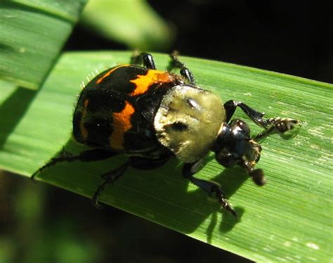 Tomentose Burying Beetle Coleoptera Of Ohio INaturalist