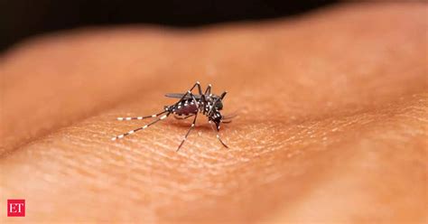 Bengaluru Witnessing Sharp Rise In Dengue Cases Doctors Say Situation