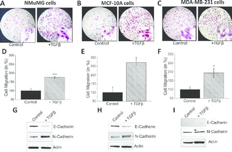 Tgf Induces Emt In Nmumg Mcf A And Mda Mb Cells Nmumg A