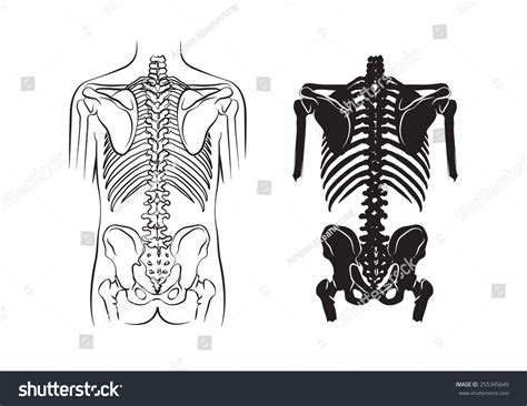 Human Bone Anatomy Stock Vector Royalty Free 255345649