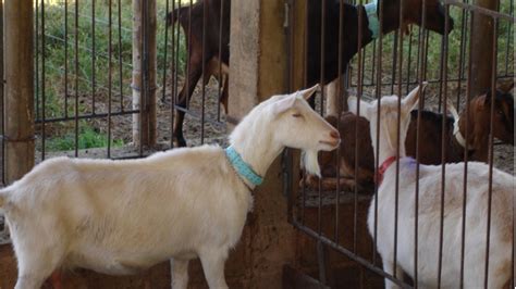 Curso Criação de Cabras Leiteiras Sistemas de Criação Cursos CPT