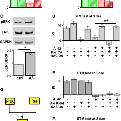 Ras Acts As The Rac Upstream Molecular To Mediate A Induced Memory