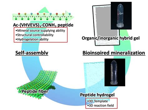 Bioinspired Mineralization Of Calcium Carbonate In Peptide Hydrogel