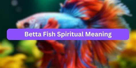 Betta Fish Spiritual Meaning Sacred Symbolism