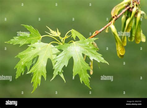 Acer saccharinum leaves spring Stock Photo - Alamy