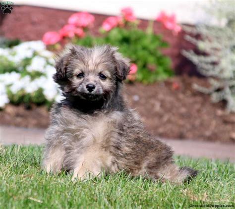 Adam - Pomapoo Puppy For Sale in Pennsylvania