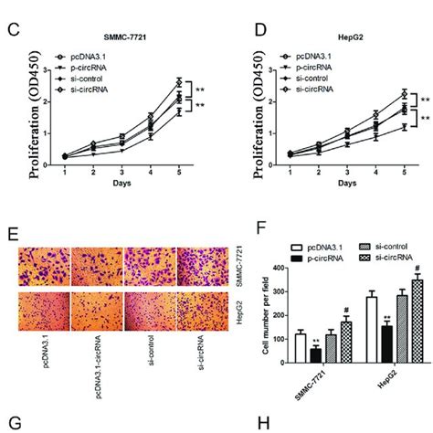 Hsa Circ 0004658 Inhibits Proliferation And Migration And Promotes