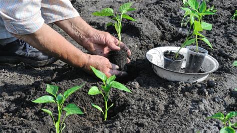 Gu A Completa Para Plantar Pimientos En La Huerta