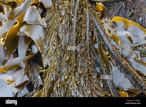 Tongue Point Marine Life Sanctuary Hi Res Stock Photography And Images