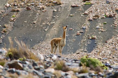 Reviving the Vicuña - Long Now