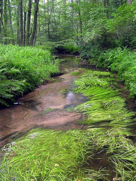 Tributary Tuesday Clark Creek Dauphin County Pa