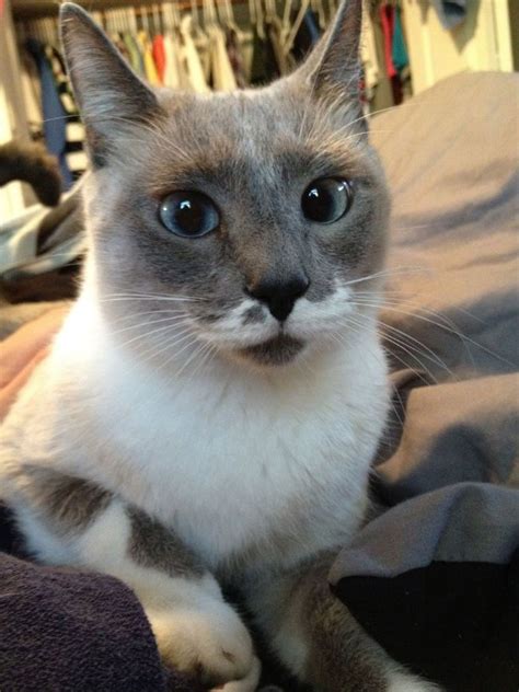 91 best Cats With Eyebrows, Mustaches Or special markings images on ...