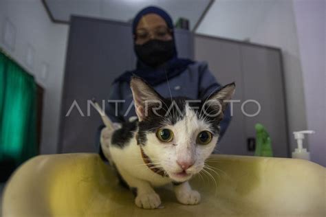 Operasi Sterilisasi Kucing Gratis ANTARA Foto