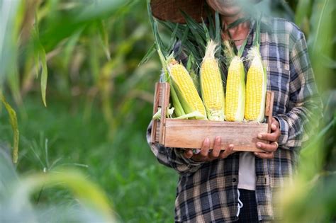 Premium Photo Agriculture Harvesting Corn Corn Farmers Plant Corn