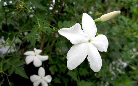 Französischer Jasmin Pflanze Jasmin Jaborosa Jojoba Pflanzen