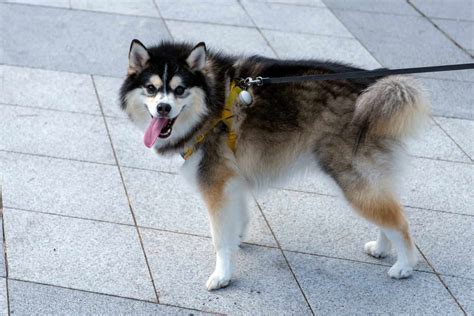 Pomsky Temperament: Do They Make Good Family Dogs? - A-Z Animals