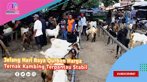 Jelang Hari Raya Qurban Harga Ternak Kambing Terpantau Stabil