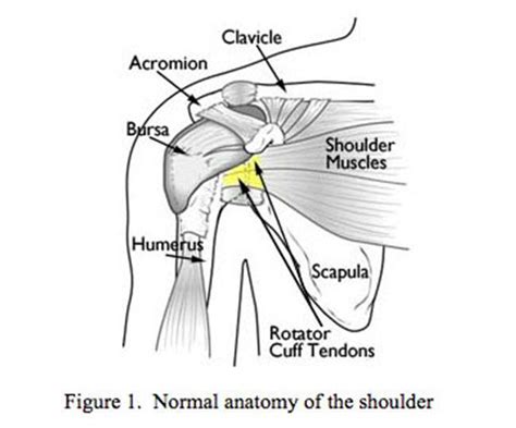 Conveniente Cumbre eternamente shoulder impingement anatomy De vez en ...