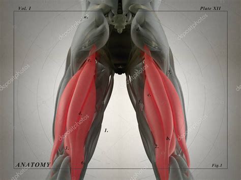 Hamstring Muscle Group Anatomy Model Stock Photo By ©anatomyinsider