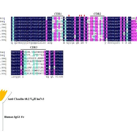 Isolation Of Anti Cldn Vhh Variants A Amino Acid Sequences Of