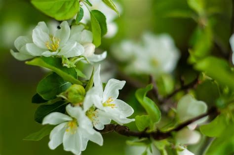 Manzano Floreciente Flores Blancas En Ramas De Manzana Foto Premium