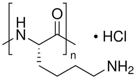 MP Biomedicals Poly L Lysine Hydrochloride Fisher Scientific