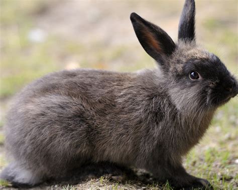 Dark Grey Rabbit 1280 X 1024 Wallpaper