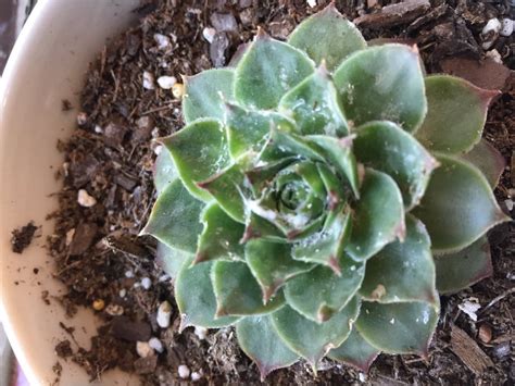 What is this white fungus? Can I save my plant? : succulents